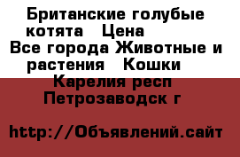 Британские голубые котята › Цена ­ 5 000 - Все города Животные и растения » Кошки   . Карелия респ.,Петрозаводск г.